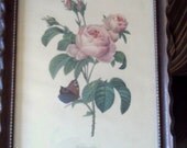 Vintage Rose Print "Hundred-leaved Rose" Botanical Original Frame