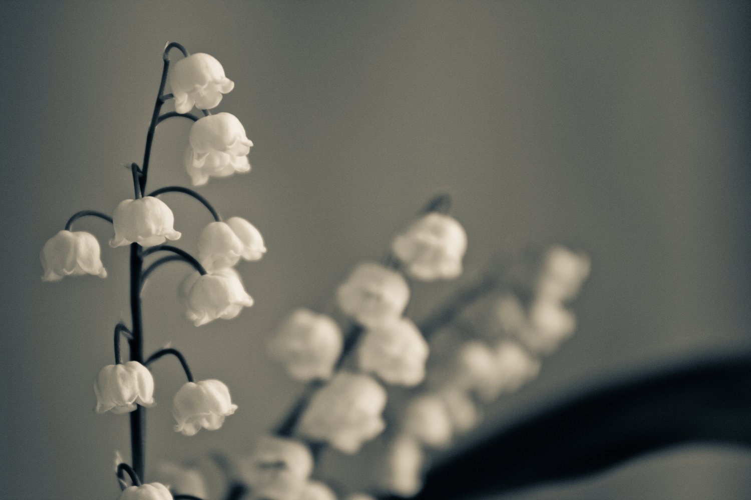 Fine art photography, Lily of the valley flower photography, Black and white print canvas or photo paper 8x12 or 8x10