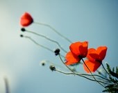 Poppy Flower Photography, Dreamy Flower Photography, Fine art photography 8x12, Patriotic Remembrance Day, School Teacher Gift