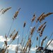 Wheat Grass Print, Country Australia, Landscape Photography, Grass Blowing, Blue Sky 5 x 7 Fine Art Photography