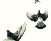SALE, Black and white photography, Winter art, Black and white art, Bird print, Animals art,  Birds Flying, Print 6x6 (15x15cm)