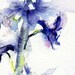 Larkspur watercolor Flower art   Royal Purple Larkspur  giclee print  4x7