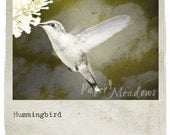 Hummingbird Photography Download, 8x8, Printable Photo, Yellow, Gold, Olive, Natural Tones