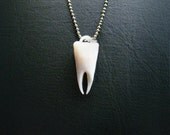 White Tooth Pendant, white tooth necklace, teeth, jewellery, goth jewelry, cool pendant, whimsical pendant