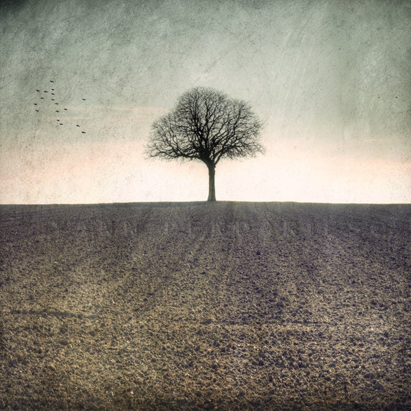 Landscape photography, Nature photography, Nature art, Tree branch, Nature  Fine Art Photography  , Tree photography, 8x8(20x20cm)
