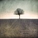 Landscape photography, Nature photography, Nature art, Tree branch, Nature  Fine Art Photography  , Tree photography, 8x8(20x20cm)