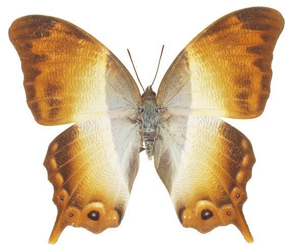 Golden Moth Vinyl Decal 3 inch wide