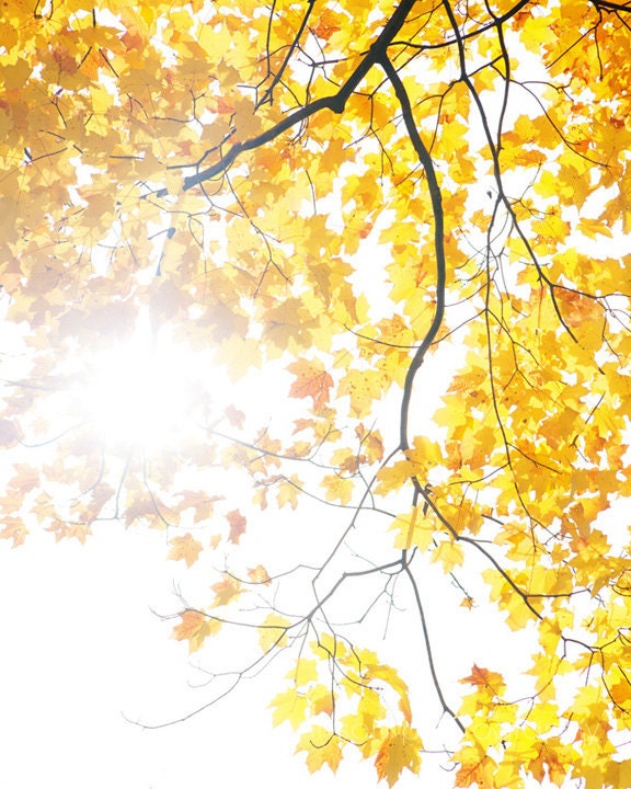 nature photography yellow decor fall photography yellow leaves tree photography autumn decor fall decor wall art Sunlight Tree 8x10 - eireanneilis