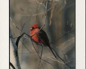 499 5x7 Matted  Cardinal  Signed Photography Photograph Print left Winter Holiday Christmas