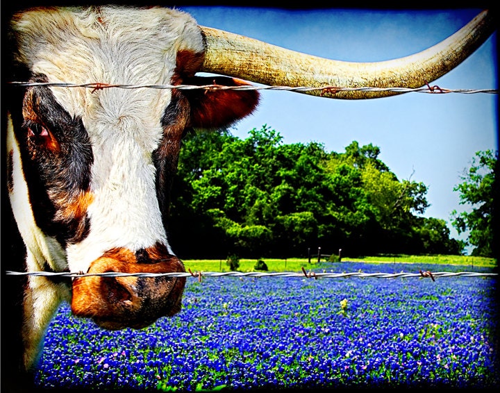 Longhorns and Bluebonnets - 11x14 - Texas Photography -  Blue Spring Wildflowers - Cattle, Animal, Flowers