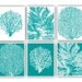 Nature printed Sea fan,  8x10 prints, set of 6, green turquoise background, modern vintage inspired  by coral, kelp, gorgonian
