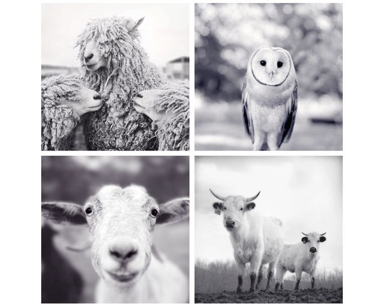 5x5 Print Set, Black and White Photos, Animal Art Prints, Wall Art, Nursery Decor, Room Decor for Kids or Baby's Room, "B&W Animals"