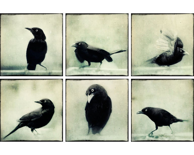 16x16 Black and White Print Set, Halloween Art, Gothic Photos, Crow Bird Art Prints, Goth Photography, Crow, Raven Photos, Large Art