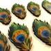 Wooden Peacock Feathers - Collection of 12 Wood Cuts
