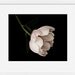 Peony photo, peony on black, modern flower photography, white pink peony, Jane - 8x10 photograph