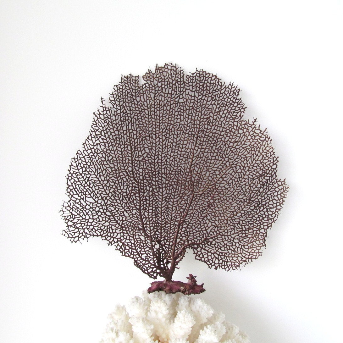 Sea Fan Chocolate Brown Nautical Coastal Decor