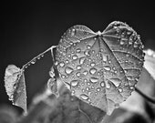 Morning Fresh - 8 x 12 inch Black and white photograph