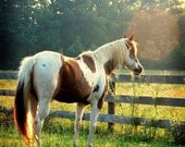 Horse Picture, Animal Photography, Brown, White, Pinto, Equine, Summer Photo- 5x5 inch Print, Animal Photography - Flare