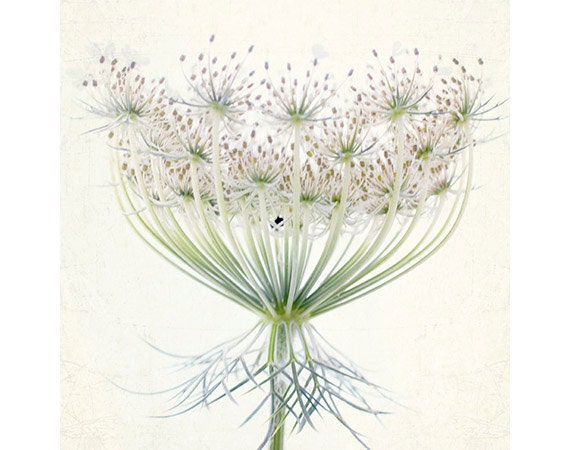 Queen Anne's Lace  Photograph, White Floral Art Print, Shabby  Chic Home, Cottage Chic - JudyStalus