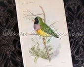 Birdwatching - Finches - Antique Avocado Botanical Print - 1906 - Lady Gould Finch - Chromolithograph