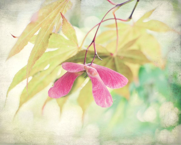 Nature photography - pink maple seeds samaras green pink pastel wall art pale yellow green maple tree leaves mint  8x10 - Whirligigs