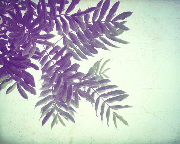 Nature photography - pale mint green - purple plum aubergine - modern leaves photograph wall art  8x10 - Directions