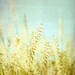Nature Photography - pale golden yellow soft aqua decor - grass botanical art print - modern fine art photography print 8x8 - Sway