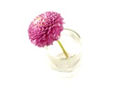 Purple Chrysanthemum 10X10 Print Affordable Home Photography Prints Nature Photography Nature Lover Flower Botany Print