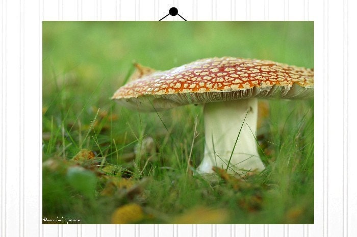 Amanita Mushroom Photograph 11X14 Mushroom Print...Affordable Home Photography Prints Nature Photography Decor Nature Lover Woodland Scene