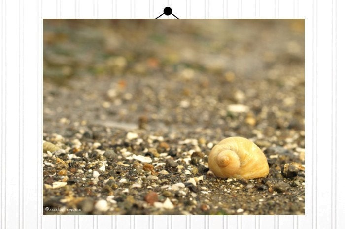 Moon Snail Seashell Photograph 8X10 Seashell Print...Beach Decor Print Natural Things Ocean Sea White Shell Swirl Gastropod Snail