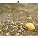 Moon Snail Seashell Photograph 8X10 Seashell Print...Beach Decor Print Natural Things Ocean Sea White Shell Swirl Gastropod Snail