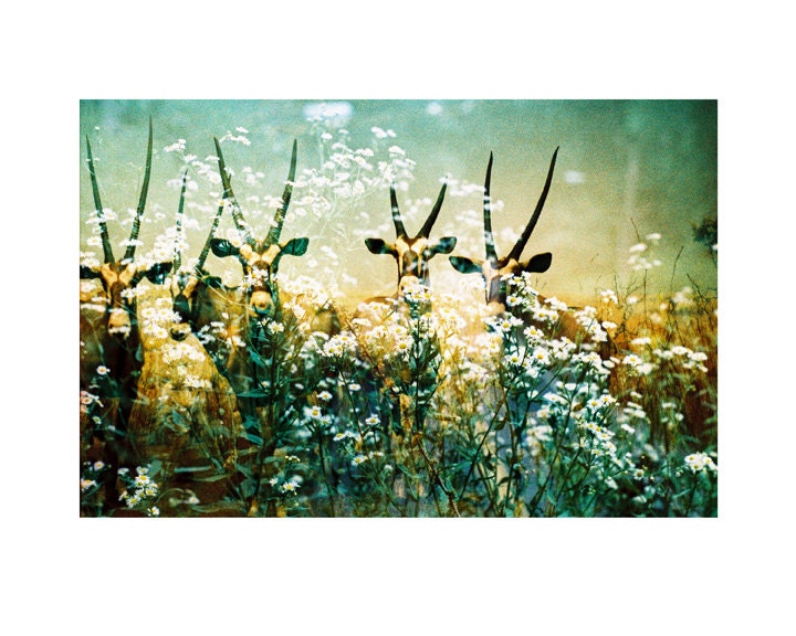 Gemsbok - Flora and Fauna Series . 8x10 Print