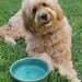 Made to Order Extra Large Personalized Ceramic Pottery Dog Bowl Dish Food Bowl Midwest Living Magazine