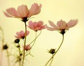 Autumn flowers photography cosmos coral pink mustard yellow pastel flower photography fall garden shabby chic decor feminine
