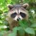 Animal photography baby animal nursery decor art for child's room raccoon brown fur masked bandit nature photo - Rocky 5x5
