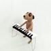 Meerkat pianist, piano player, playing a knitted piano, keyboard, musician, musical, music, meercat