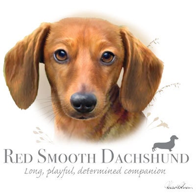 Red Smooth Dachshund