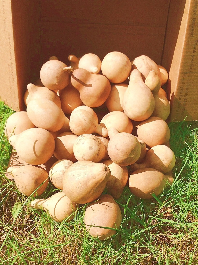 Mini Gourds  Box of 75  Dried, Cleaned, Craft Ready Gourds
