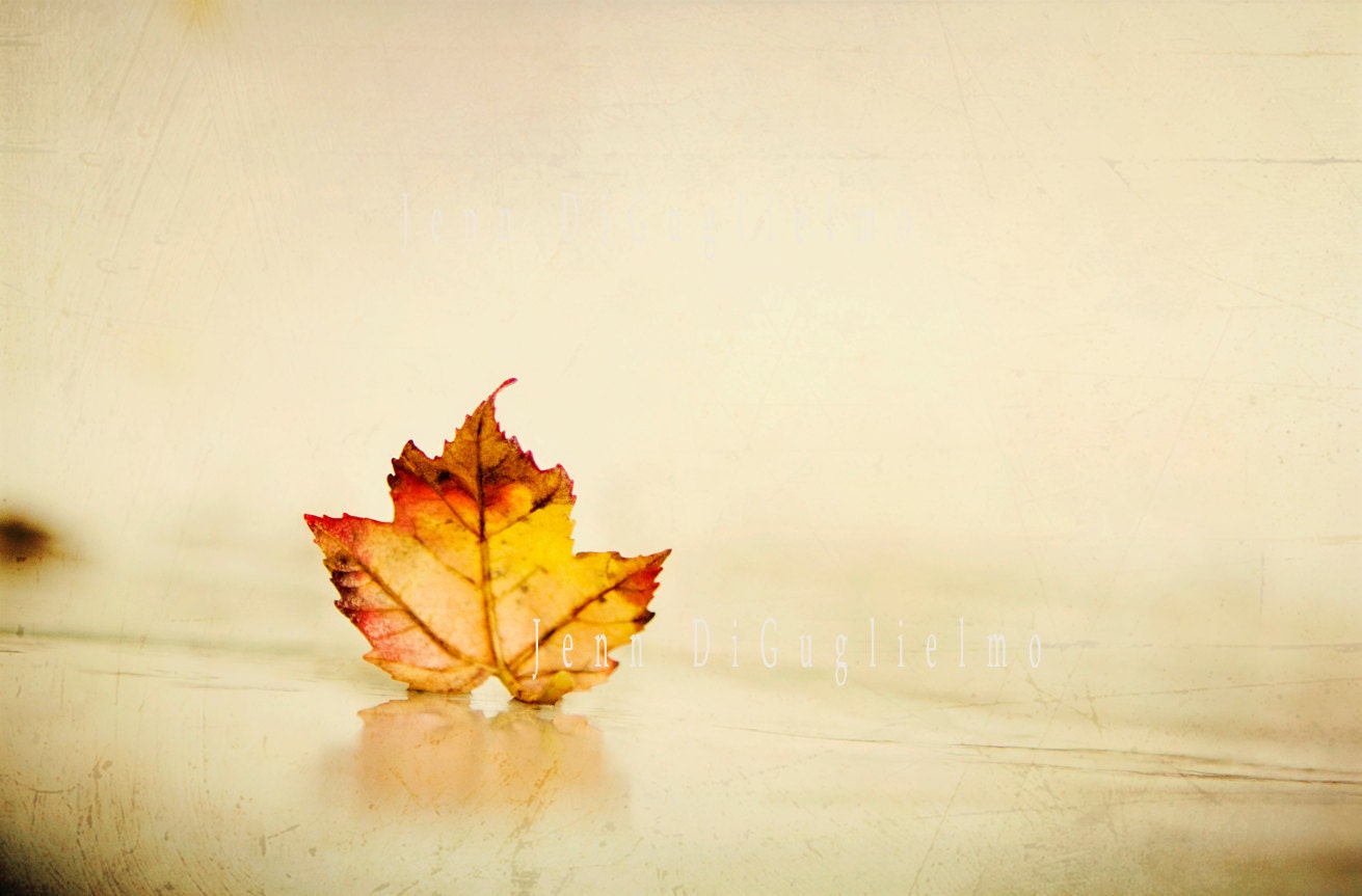 Autumn nature photography art print -  Maple leaf fall foliage rustic harvest large print - JennDiGuglielmo