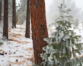 Pine Tree Photography -Enchanted Forest -Winter Wonderland -Woodland Decor -Colorado Art -Nature -8x10 Colorado Fine Art Photograph
