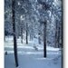 Winter Photography -Pine Forest -8x10 Print -Colorado Fine Art Photography -Winter Woodland -Home Decor Art