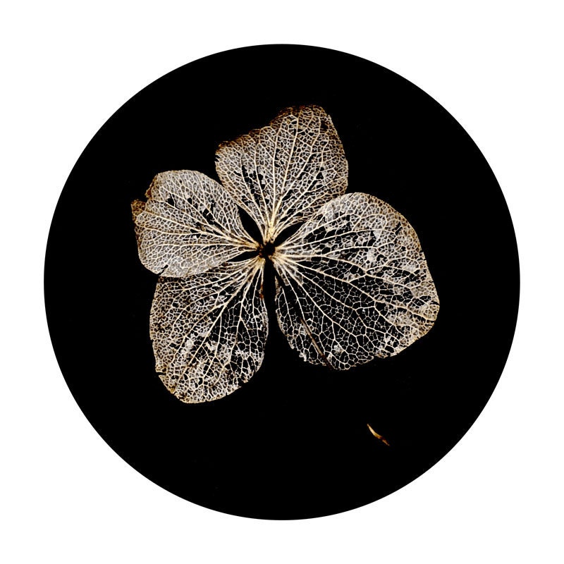 Minimalist Black and White Circle Photo Reveal -Hydrangea Nature Macro