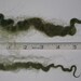 Hand Dyed Lincoln Longwool Locks Moss Green 3oz