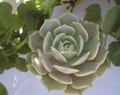 Alabaster Echeveria Lola, Succulent Plant