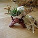 Tillandsia Air Plant Growing in a Shell, FREE Shell Stand and Starfish Included