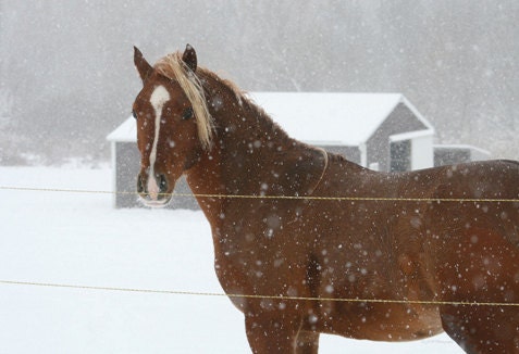 Yearling Horse Pony Foal Playing in the Snow 13x19 Print