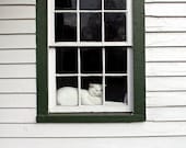 White Kitty Cat Waiting Napping in the Window Art Photography 13x19 Photo Print