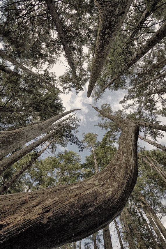 Tree Nature Photography "To the Sky" Green Gray Forest Photograph - Country Woods Landscape Color Rustic Woodland Wall Decor 8x12 Art Print