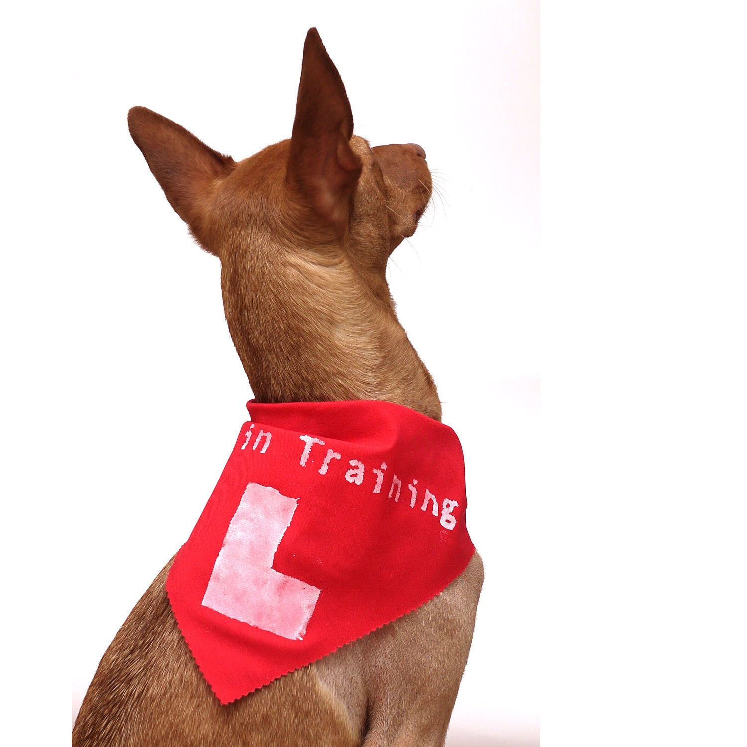 Learner dog bandana Dog in Training by thedoghouse on Etsy