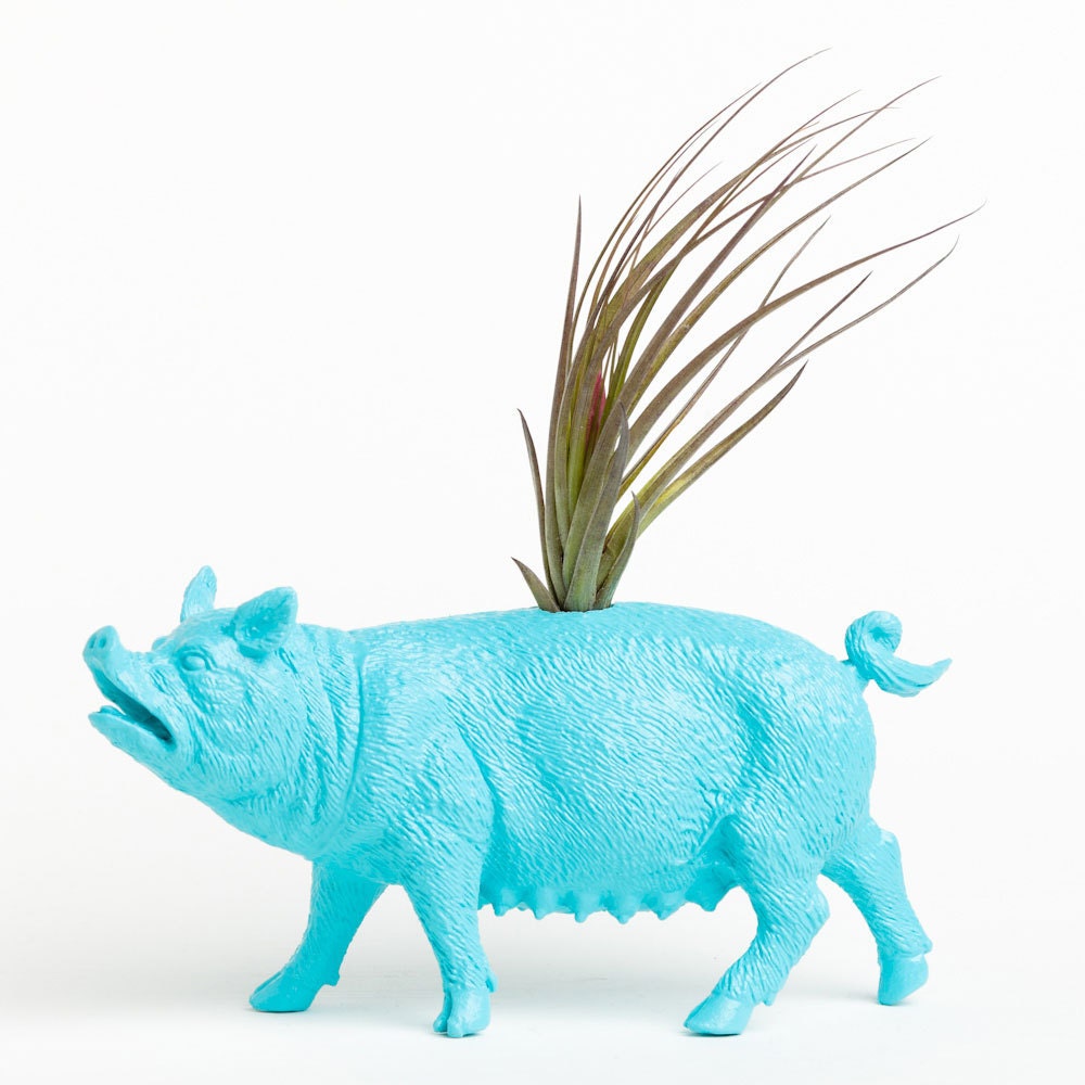 Air Plant Pig Planter, College Dorm Geekery, Plants and Edibles, Turquoise Pot
